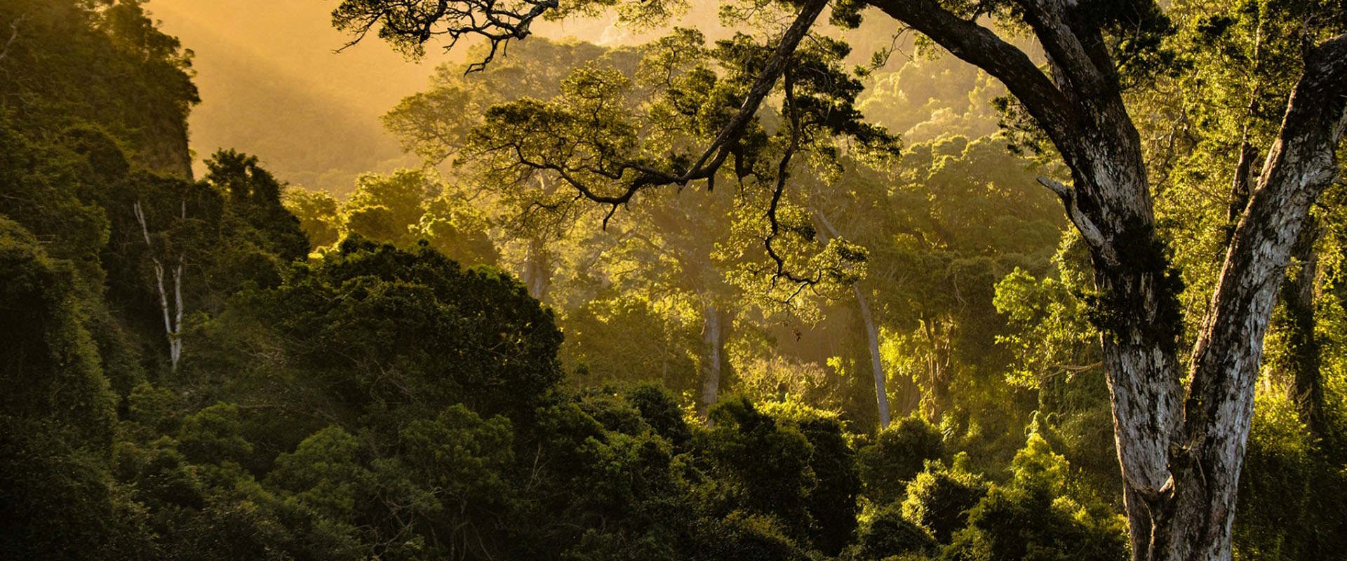 Suelos de Exterior de Madera Tropical